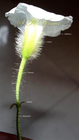  Flower - See calyx